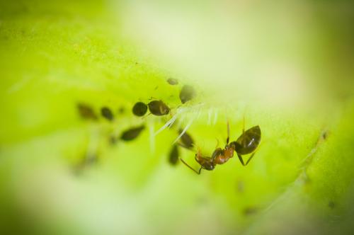 Lasius emarginatus